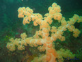 foto de buceo