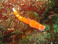 foto de buceo
