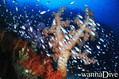 foto de buceo