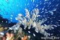 foto de buceo