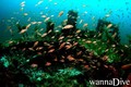 foto de buceo