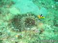 foto de buceo