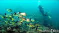 foto de buceo
