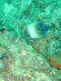foto de buceo