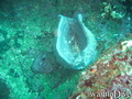 foto de buceo