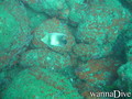 foto de buceo