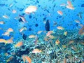 foto de buceo
