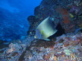 foto de buceo