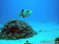 foto de buceo