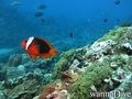 foto de buceo