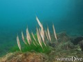 foto de buceo