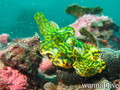 foto de buceo