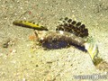 foto de buceo