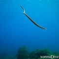 foto de buceo