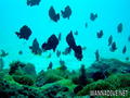 foto de buceo