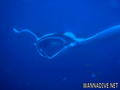 foto de buceo
