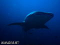 foto de buceo