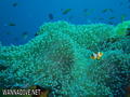 foto de buceo
