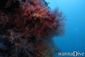 foto de buceo