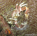 foto de buceo