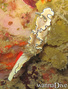 foto de buceo