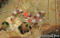 foto de buceo