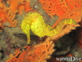foto de buceo
