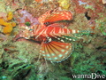 foto de buceo