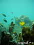 foto de buceo