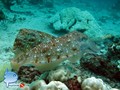foto de buceo