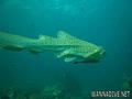 foto de buceo
