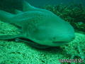 foto de buceo