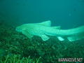 foto de buceo