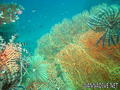 foto de buceo