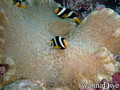 foto de buceo