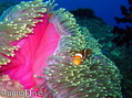 foto de buceo
