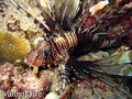 foto de buceo