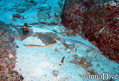 foto de buceo