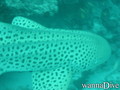 foto de buceo
