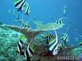 foto de buceo
