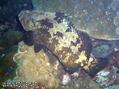 foto de buceo