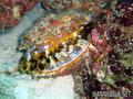 foto de buceo
