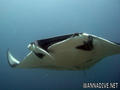 foto de buceo