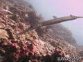 foto de buceo