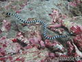 foto de buceo