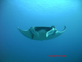 foto de buceo