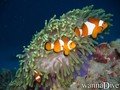 foto de buceo