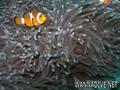 foto de buceo