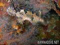 foto de buceo