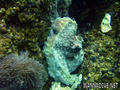 foto de buceo
